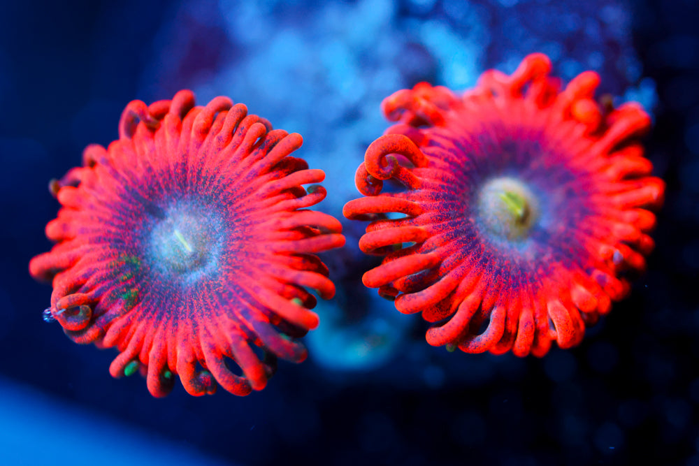 Lunar Eclipse Zoa 2