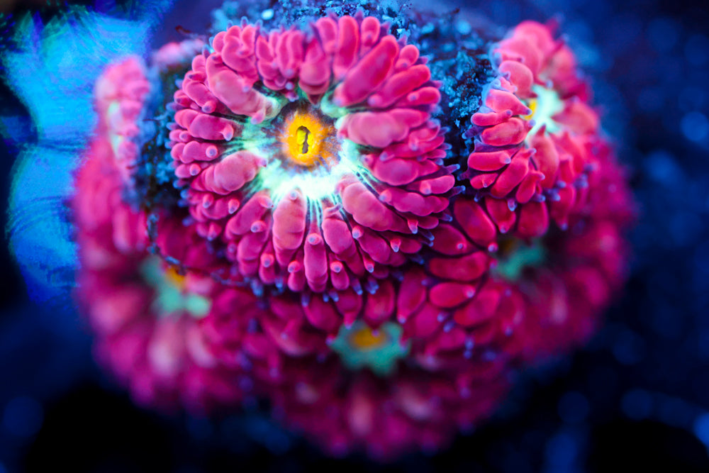 Blue Raven Blasto Merletti