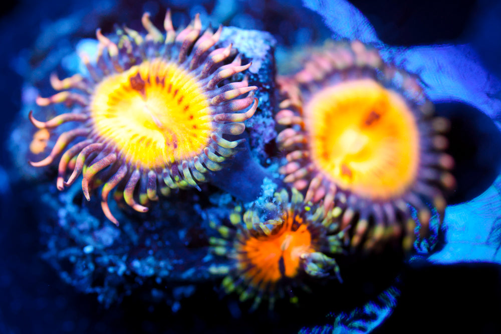 GB Butt Muncher Zoa 2