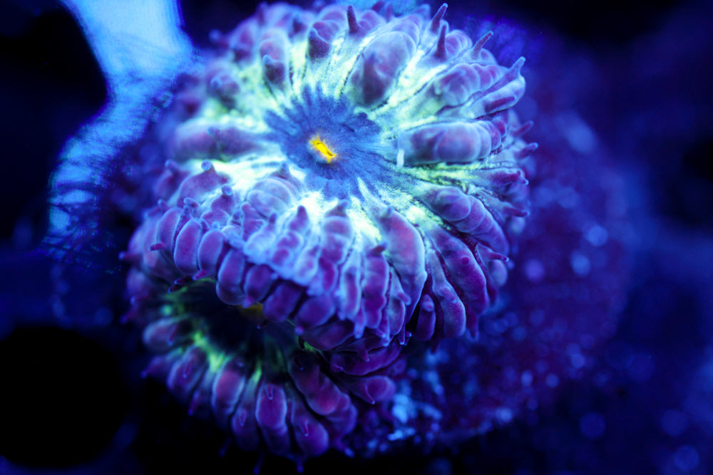 Black Raven Blasto Merletti 2