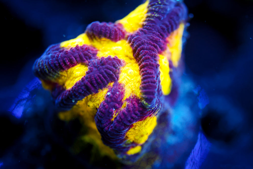 Black and Yellow Platygyra