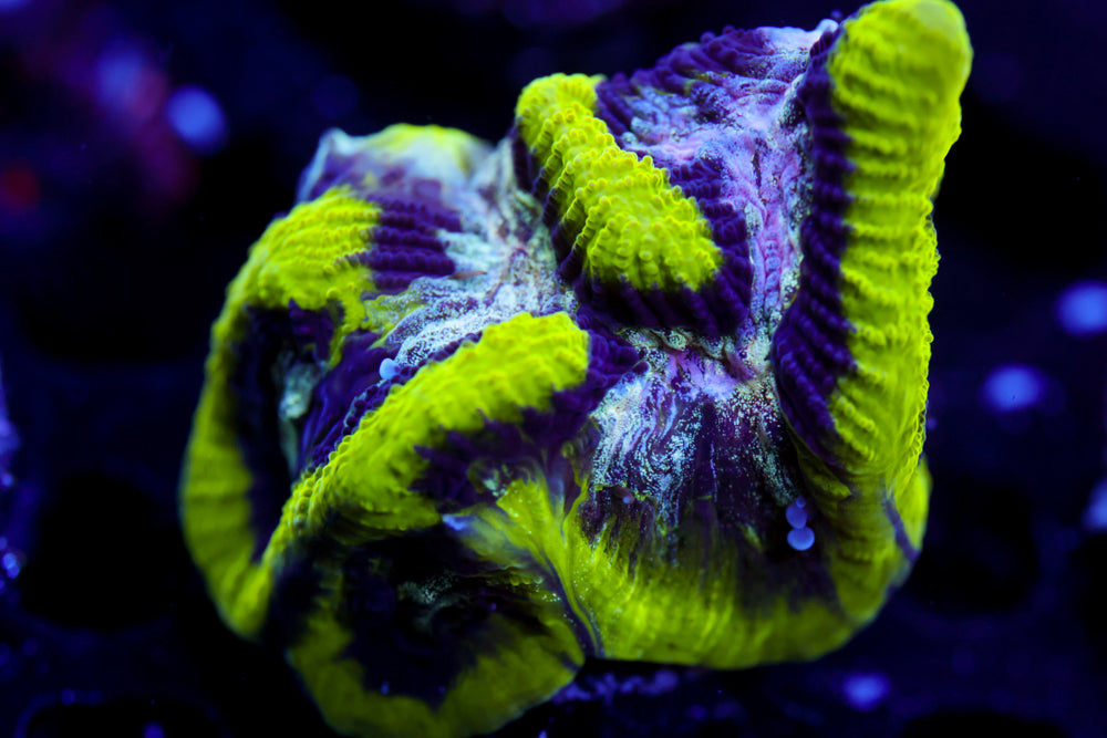 Court Jester Platygyra