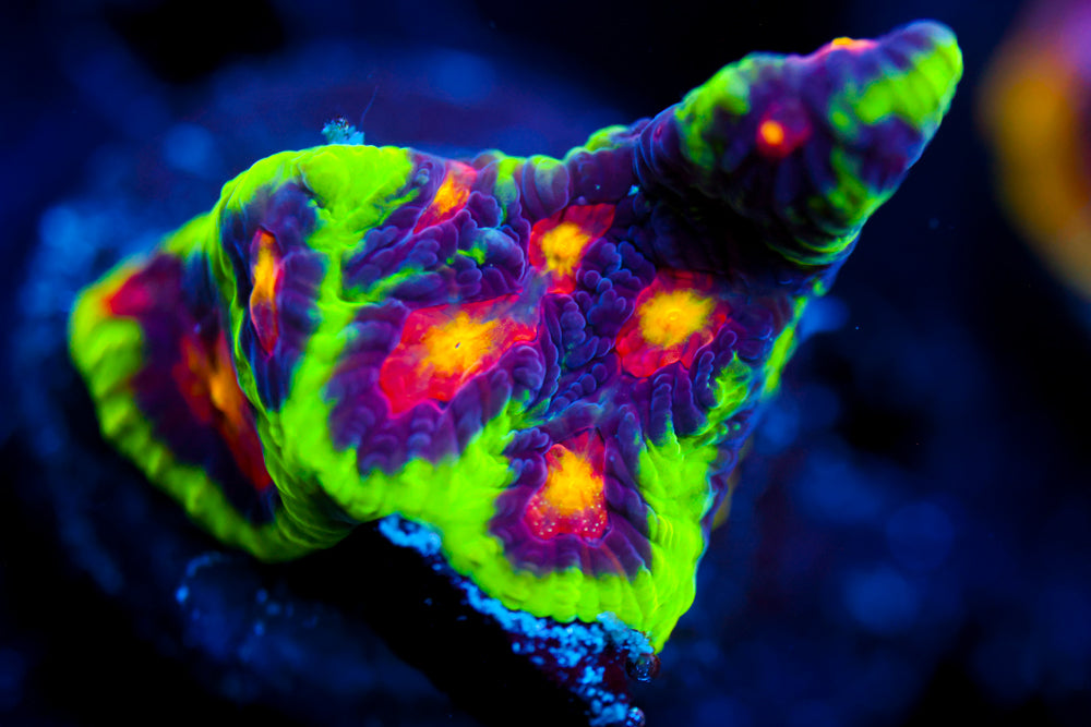 JF Alien Anti Venom Favia