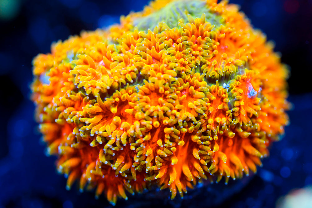 John Deere Leptastrea