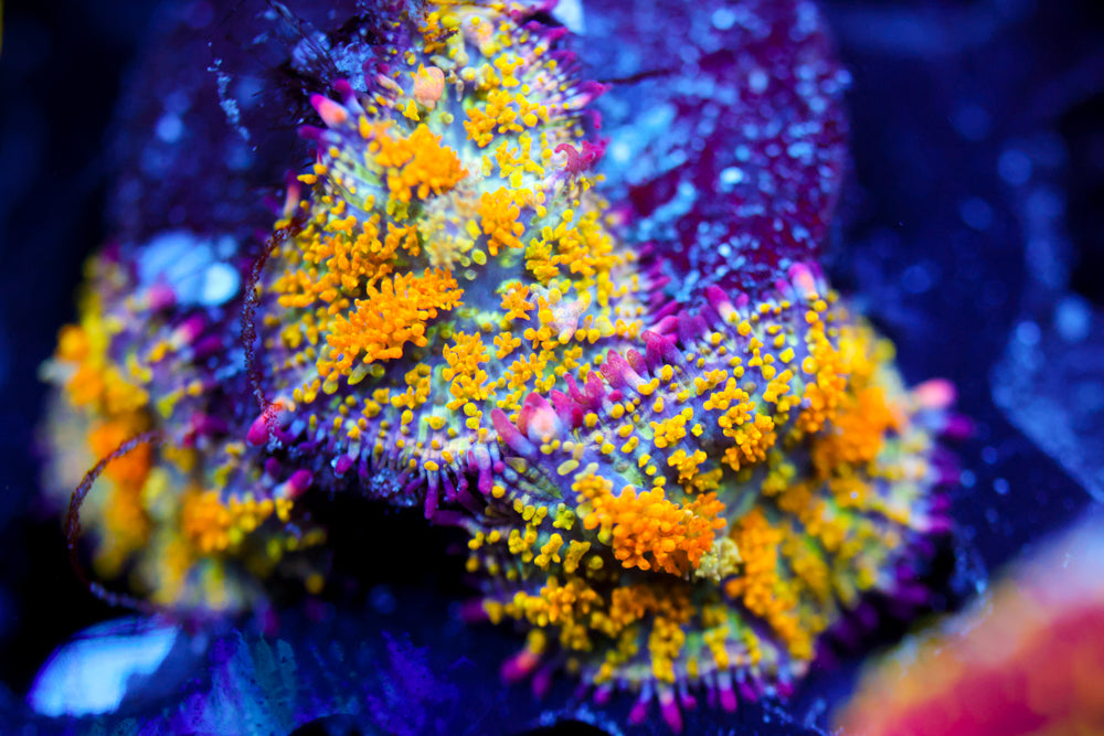 3 Gonzo's Golden Dragon Bounce Mushroom