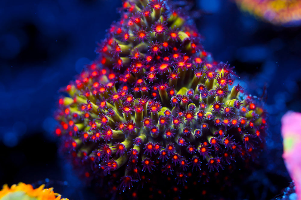 JF Spacejam Stylocoeniella