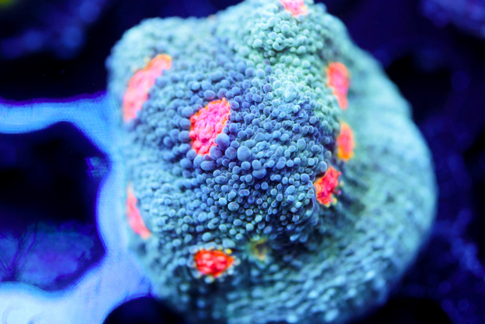 Miami Hurricane Chalice 1