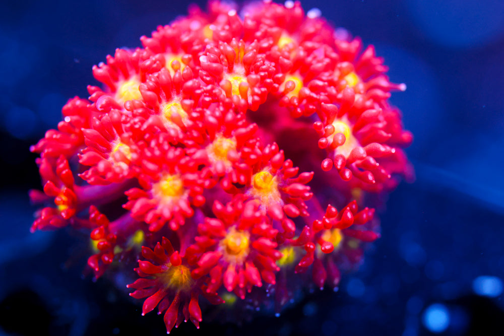 Combustion Micro Goni