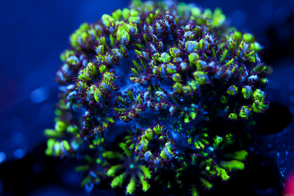 Blue Green Sympodium