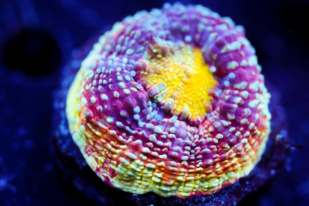 CV Rainbow Master Bowerbanki