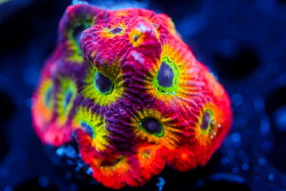 JF Spicy Lemon Favia 1