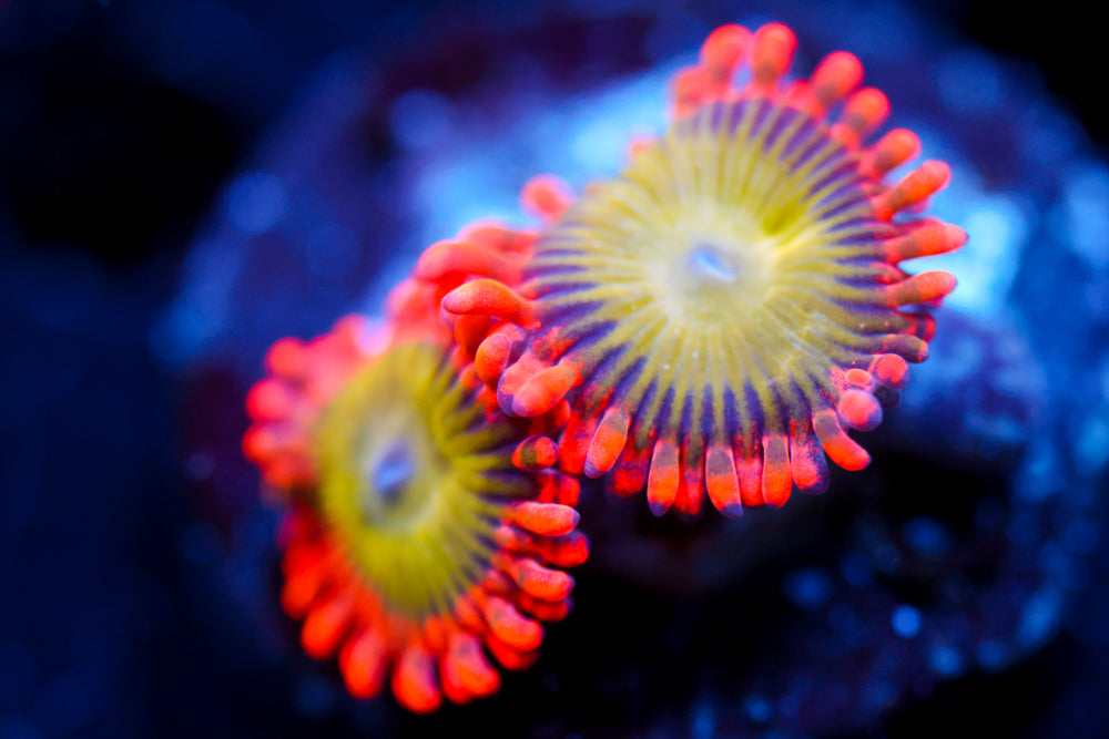 Electric Oompa Loompa Zoa 2