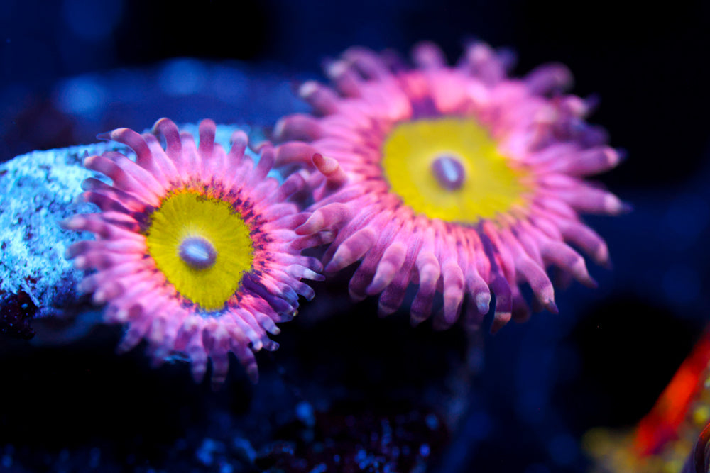 Pink Hippo Zoa