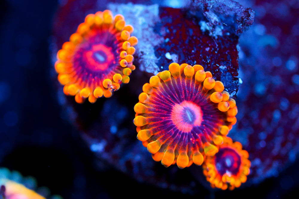 Mind Trick Zoa