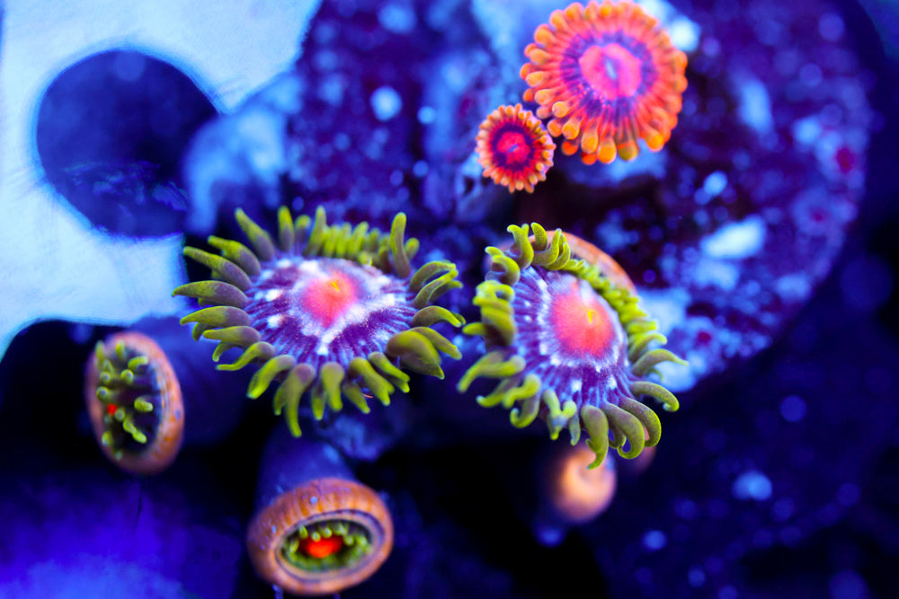 JF Stargazer + Mind Trick Zoa