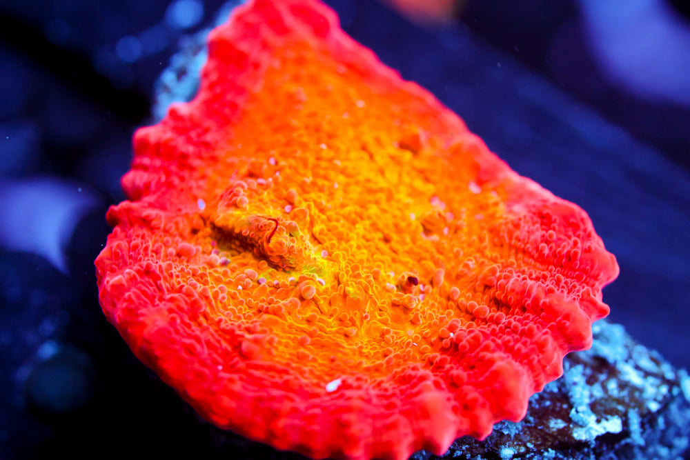 ARC Ludicrous Chalice