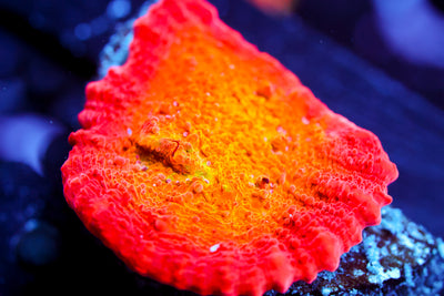 ARC Ludicrous Chalice