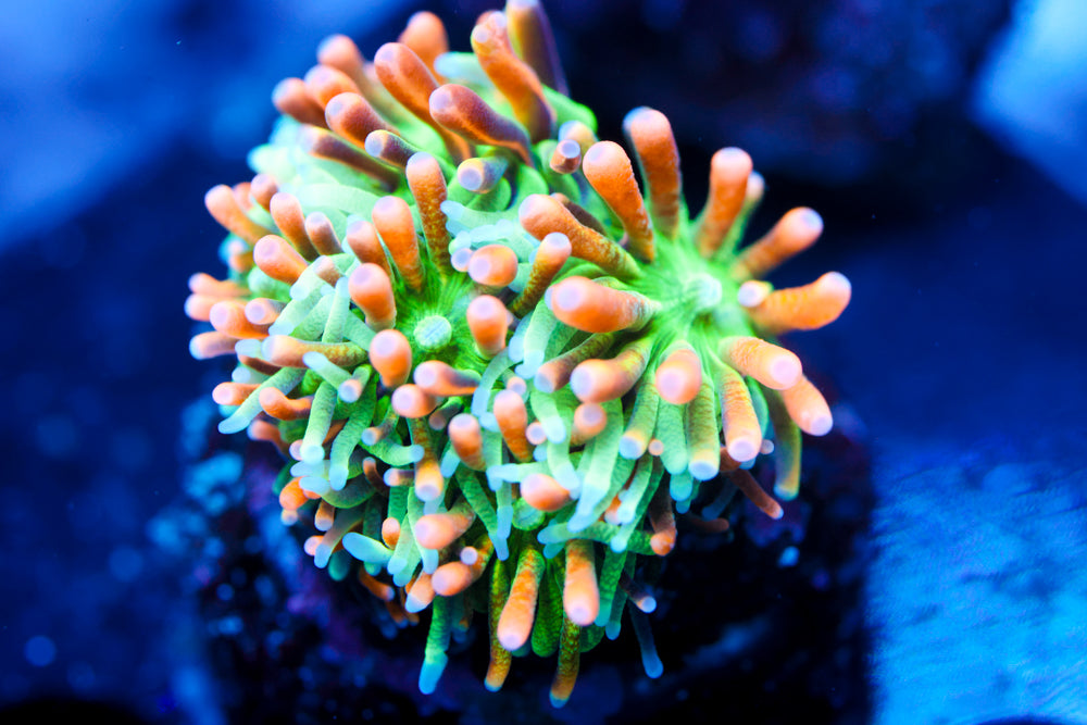 Marigold Galaxea
