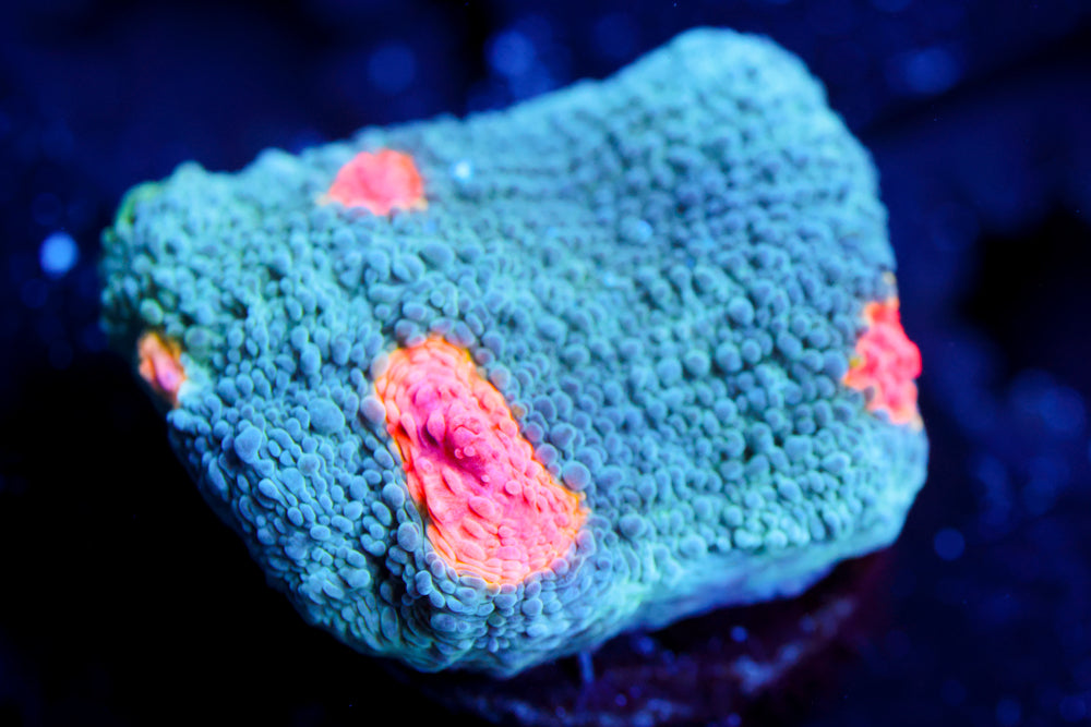 Miami Hurricane Chalice 2