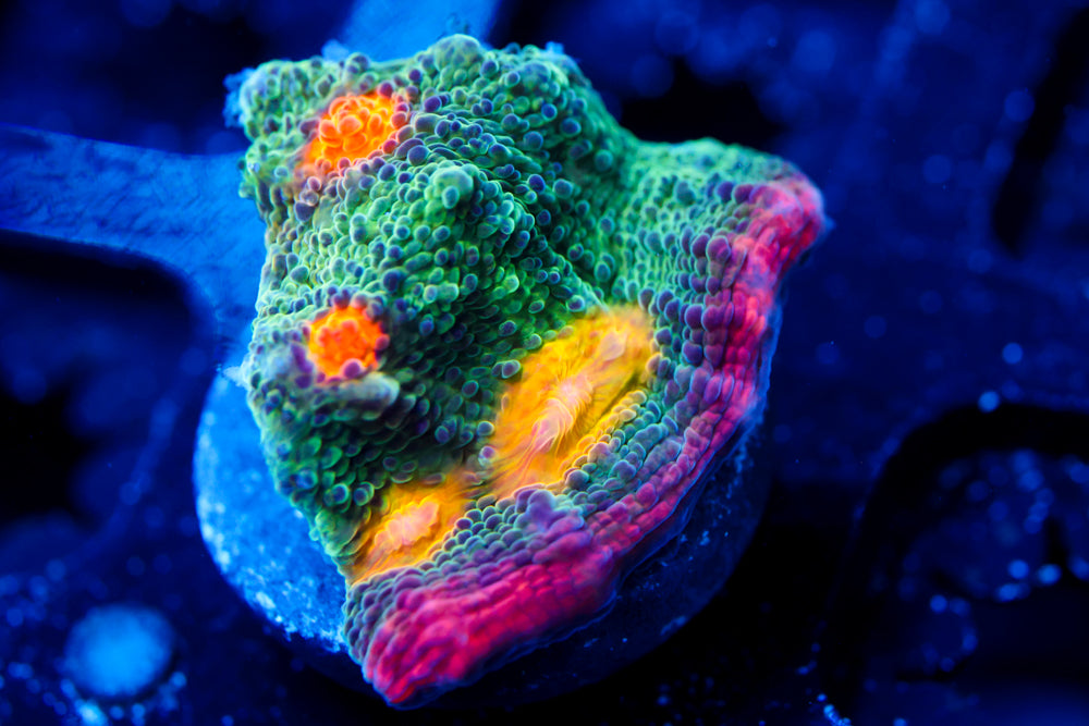 Rainbow Jewel Chalice (collector)