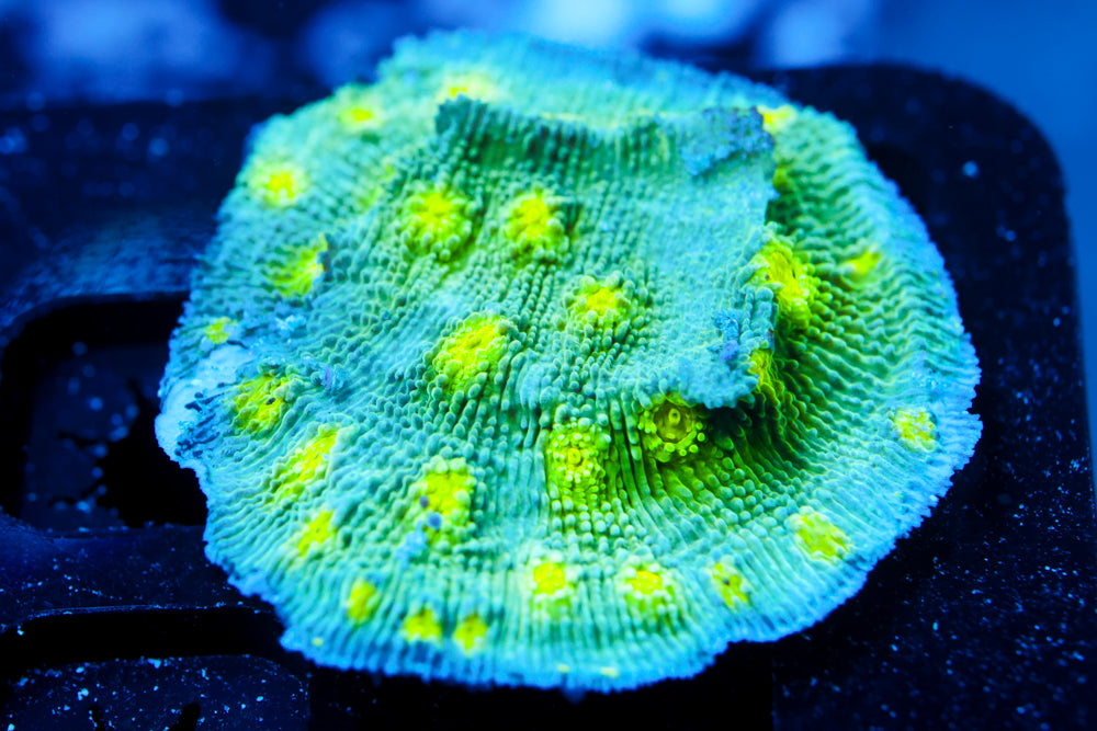 Hollywood Stunner Chalice