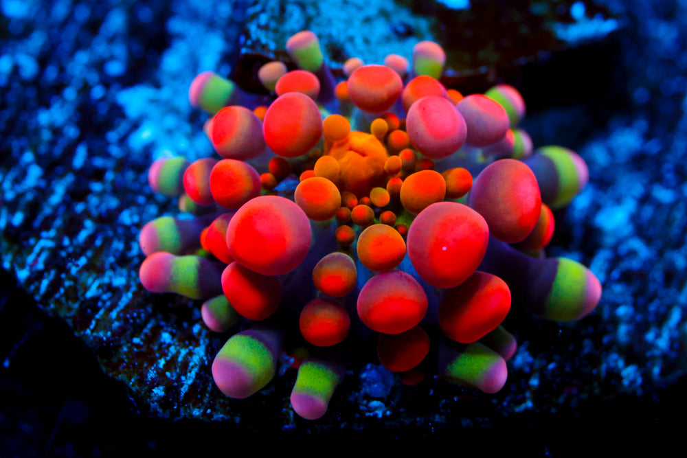 Animal Bean Bag Bounce (Ultimate Collector)