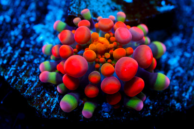 Animal Bean Bag Bounce (Ultimate Collector)