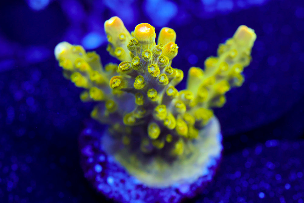 RR Rainbow Loom Acro 1