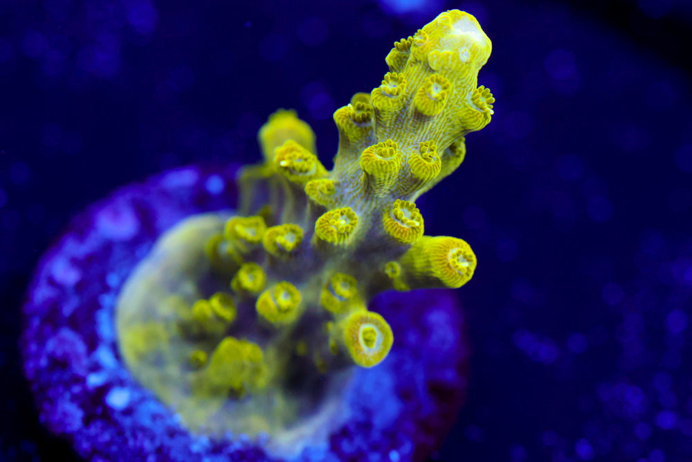 RR Rainbow Loom Acro 2