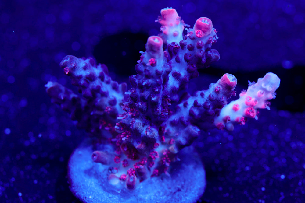 CB Maleficent Acro 1