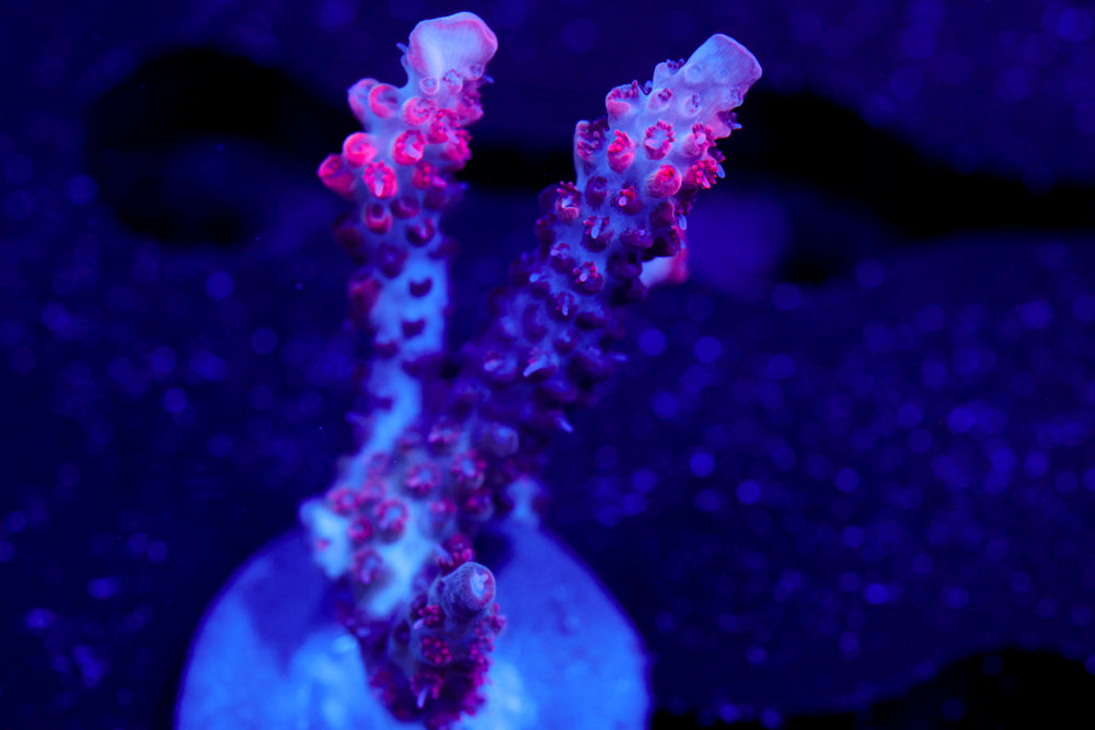 CB Maleficent Acro 2