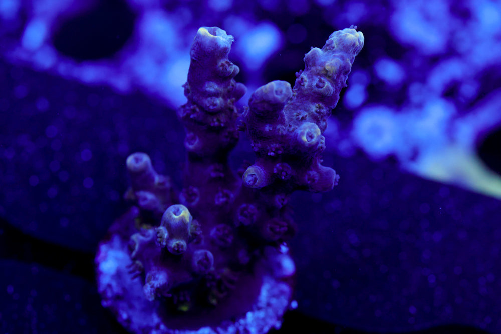 GB Sugarcoated Acro 1