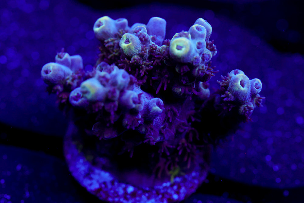 GB Sugarcoated Acro 2