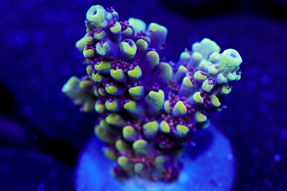 CB Crab Rangoon Acro 1