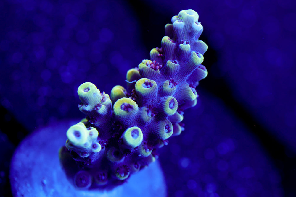 CB Crab Rangoon Acro 2