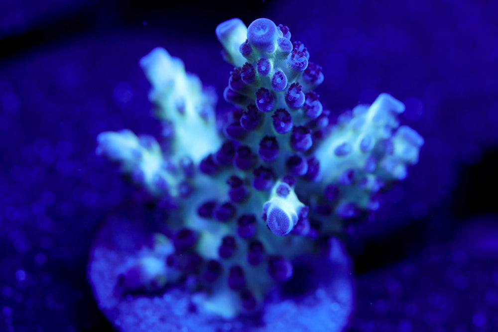 ORA Pearlberry Acro 1