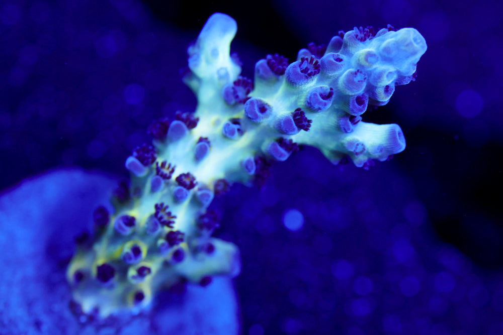 ORA Pearlberry Acro 2