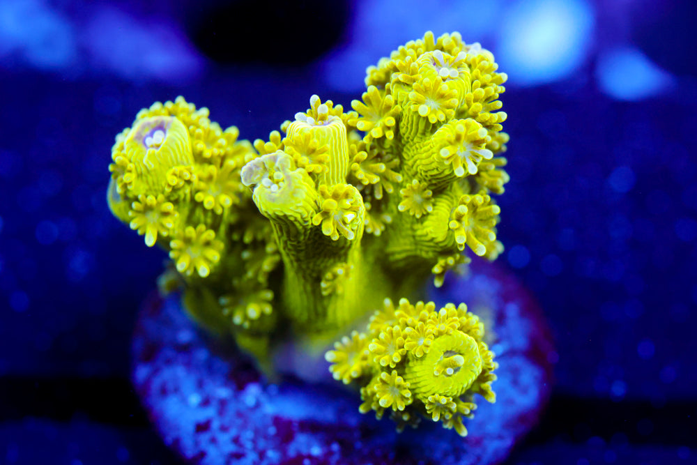 AV99 Orange Crush Acro 2