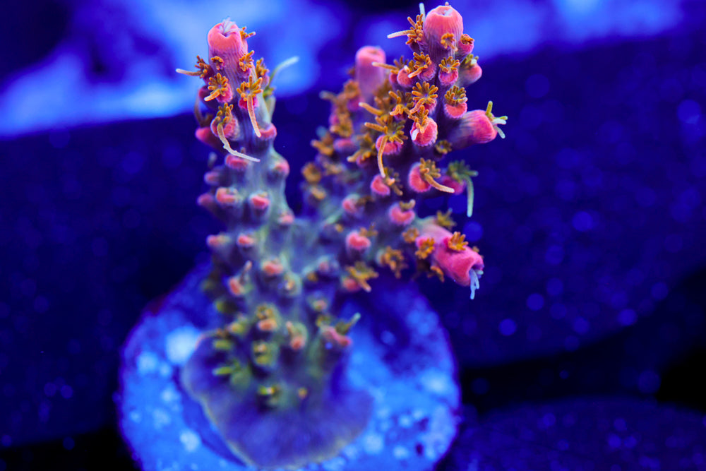 CC Voodoo Majick Acro 1