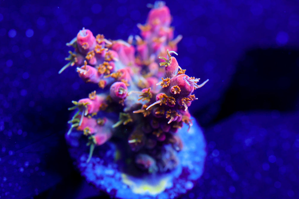 CC Voodoo Majick Acro 2