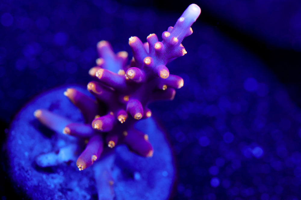 WWC Little Red Ferrari Acro 1