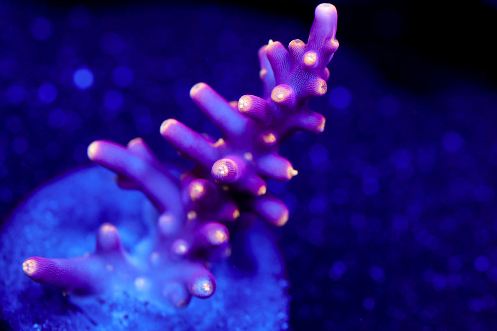 WWC Little Red Ferrari Acro 2