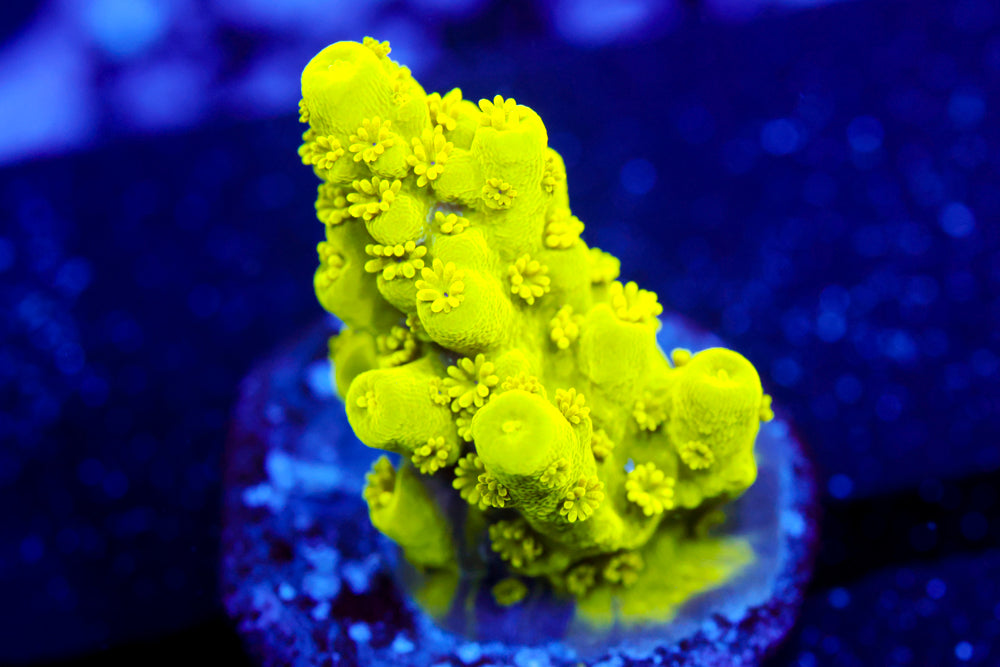 CV Green Lantern Acro 1