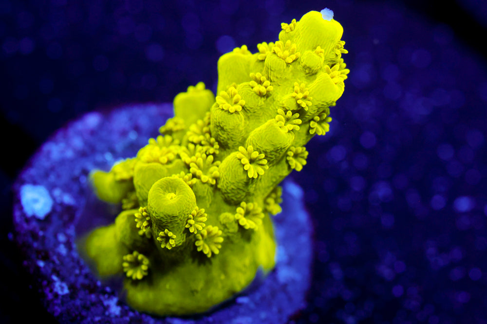 CV Green Lantern Acro 2