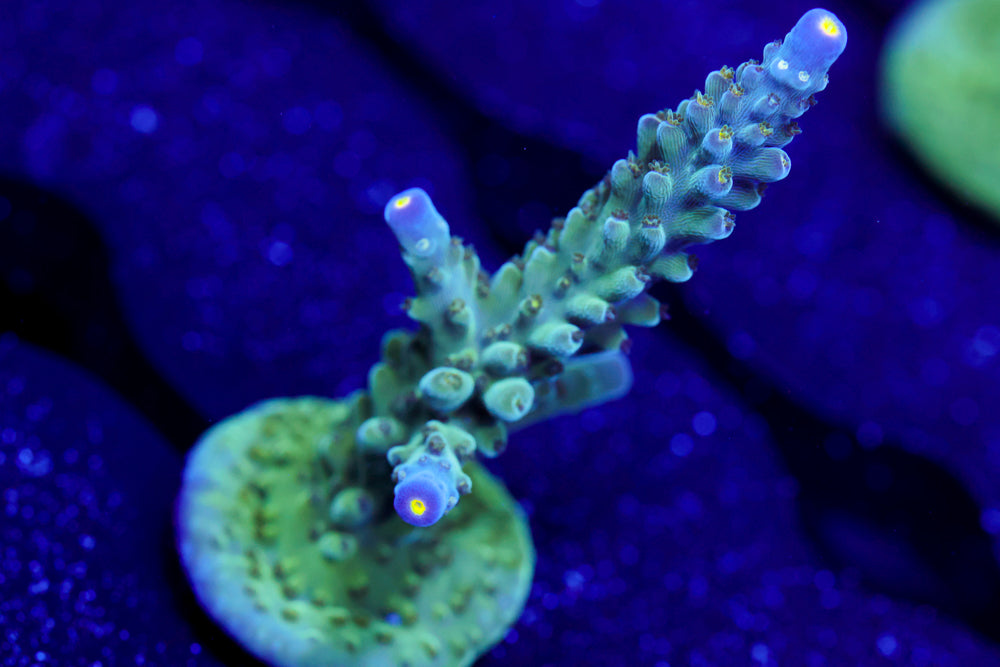 Tri Color Valida Acro 2 – Aqua-Vault