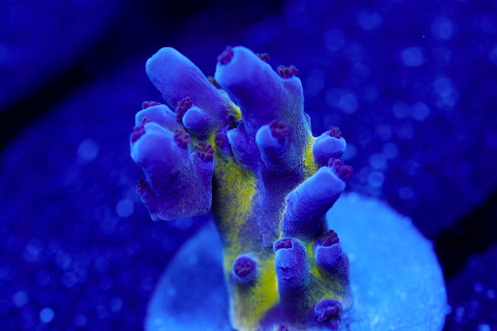 Nick's Purple Passion Acro 1