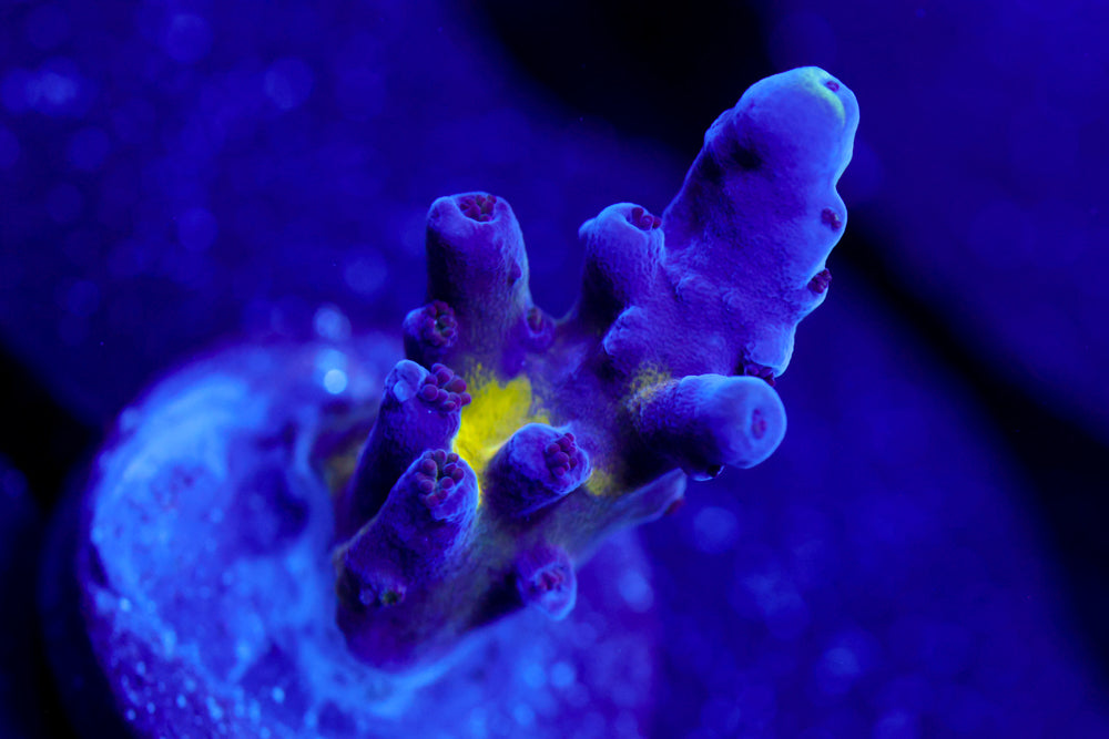 Nick's Purple Passion Acro 2