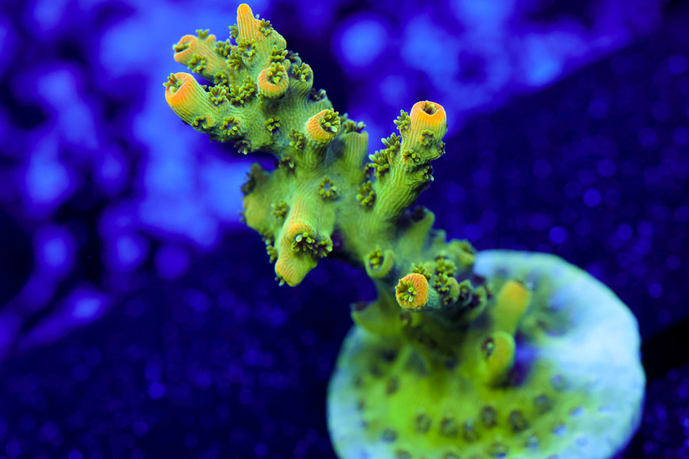 TSA Bill Murray Acro 1