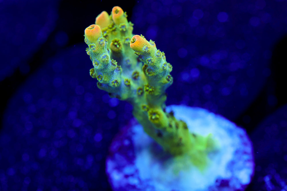 TSA Bill Murray Acro 2