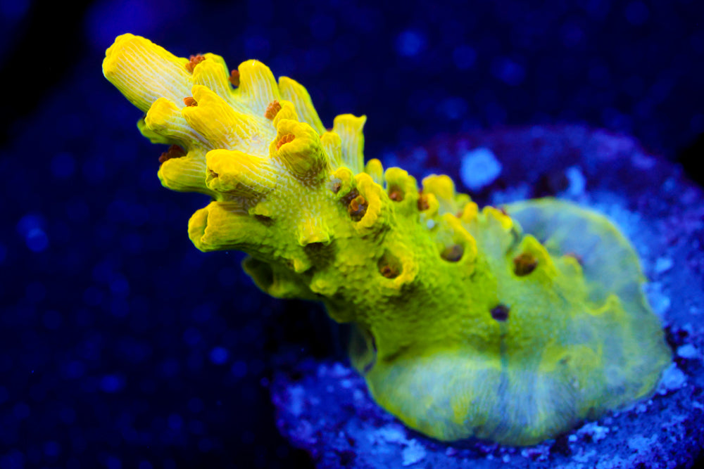 Inland Cyclops Acro 1